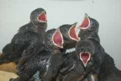 Baby-Blackbirds