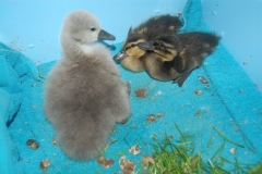 Baby-Ducklings-1