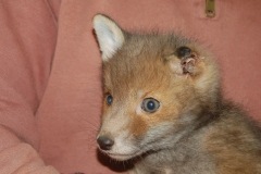 Baby-Fox-With-No-Ear