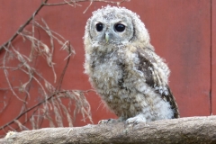 Baby-Owl