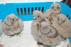 Baby-Owls-1
