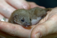 Baby-Pine-Martin