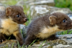 Baby-Pinemartins