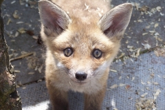 Baby-fox