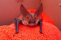 Brown-Eared-Bat