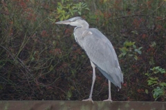 DSC_y-heron-Small