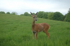 Deer-Release