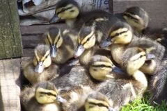 Ducklings