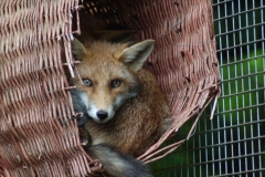 Fox-In-Basket