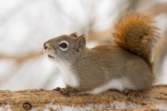 Grey-Squirrel