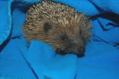 Hedgehog