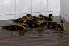 Malard-Ducklings
