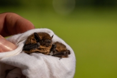 Pipistrelle-bat-1