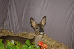 Rescued-Baby-Deer