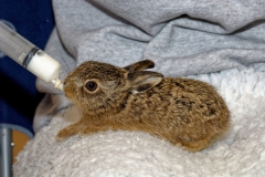 Rescued-Baby-Rabbit-1