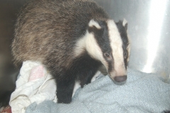 Rescued-Badger