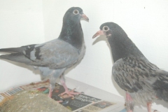 Rescued-Pigeons