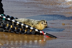Rescued-Seal-Release