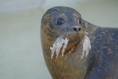 Seal & Seal Pups