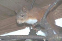 Red Squirrel