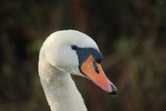 Swan