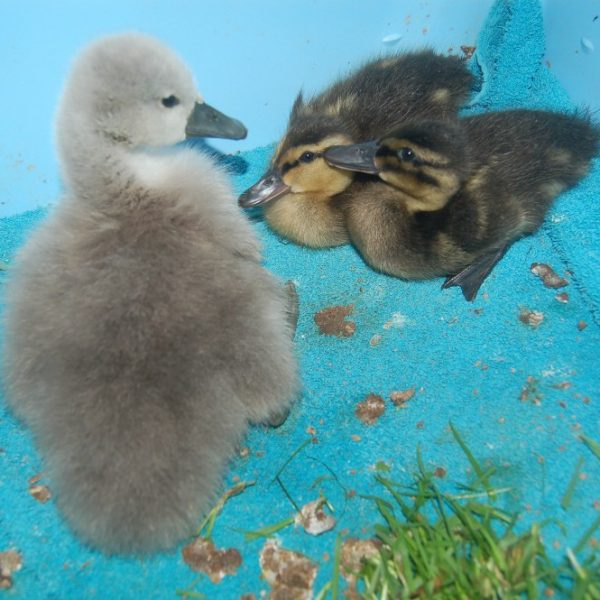 Two mallard ducklings and a signet sit on a blue towel in an enclosure