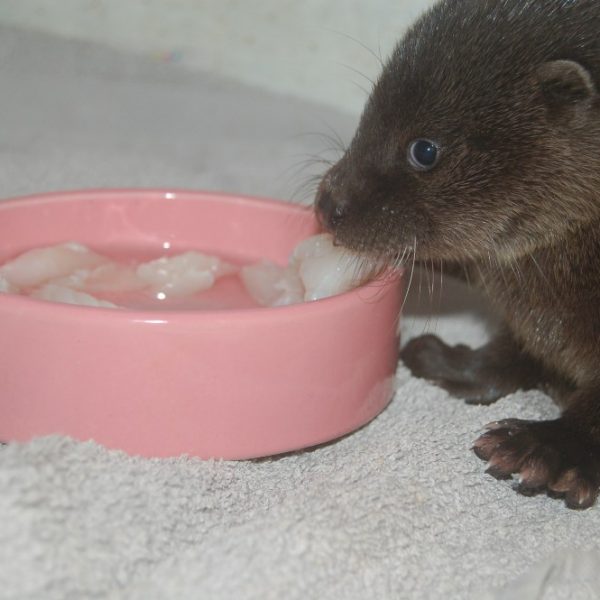 A baby otter eating fish from a pink bowl