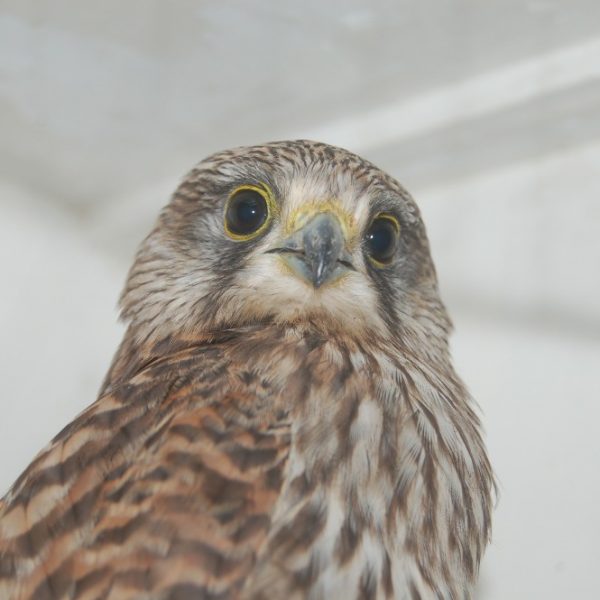 A rescued hawk in an enclosure
