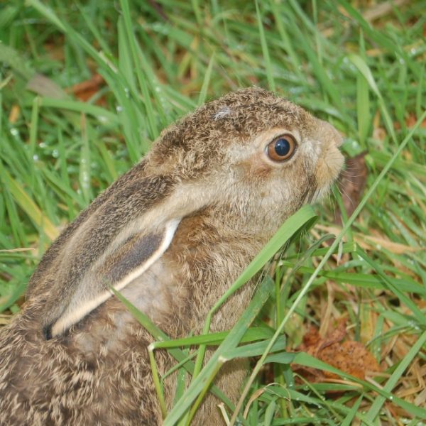 A rescued rabbit in the grass