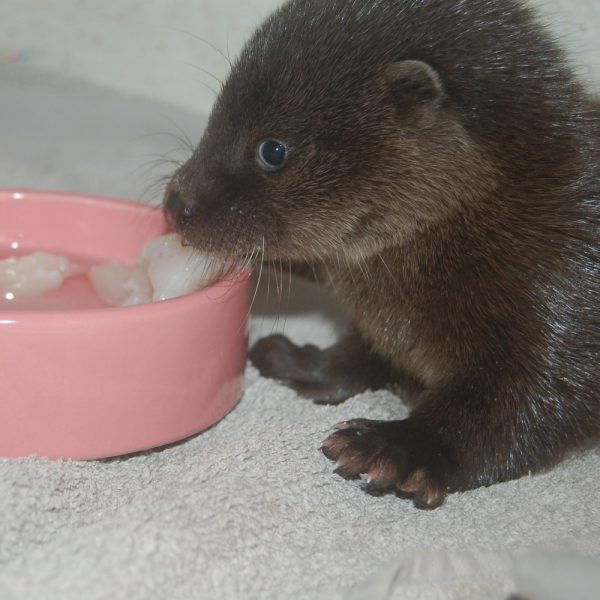 A baby otter eating fish from a pink bowl