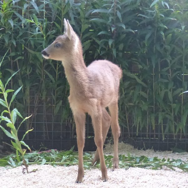 A baby dear stands in a clean enclosure with a soft bed and a bamboo screen to nibble on