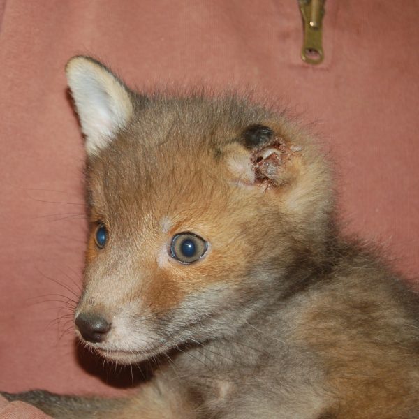 A baby fox being held by one of our carers for treatment due to an injured ear