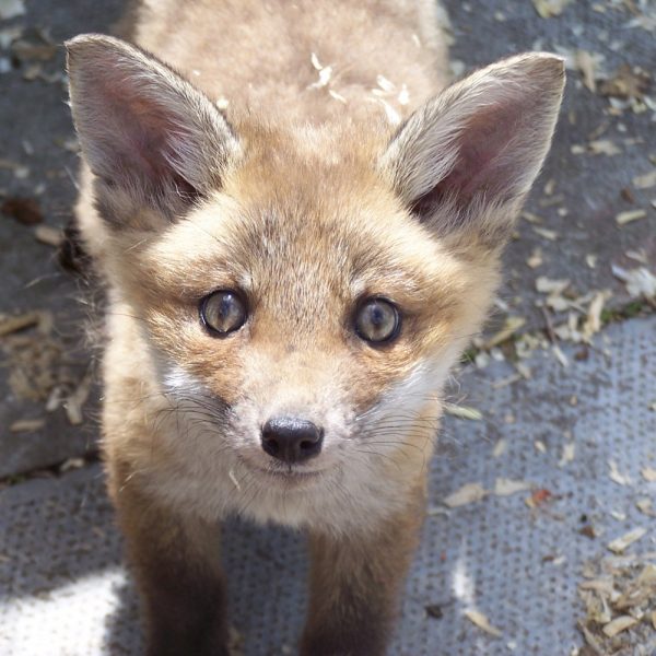 A baby fox looks up at the camera in the rescue centre