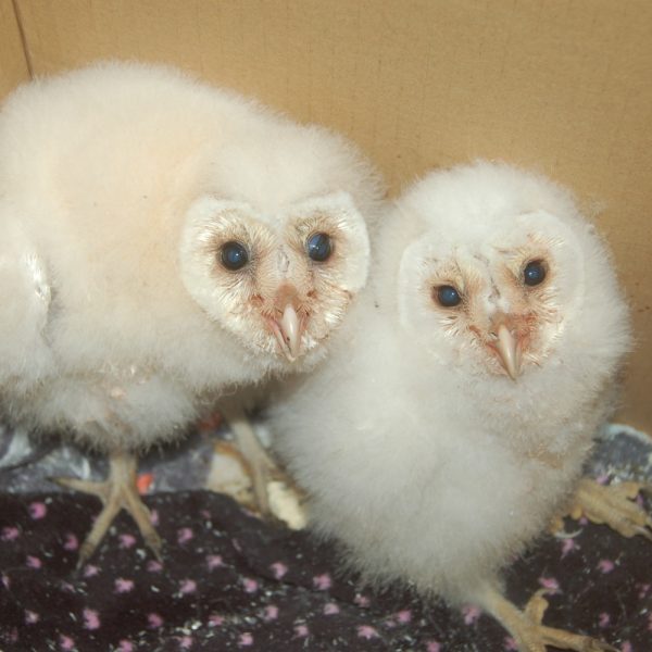 Two baby owls in a rescue box