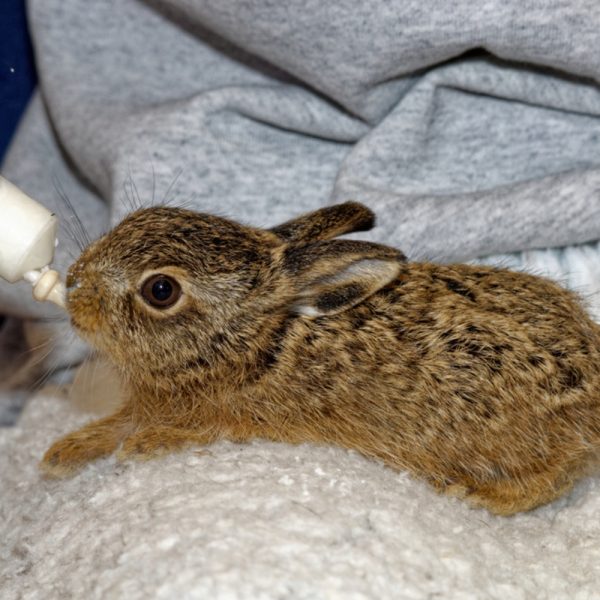 A rescued baby hare sits on a heat pad being hand fed by a Hessilhead Wildlife Centre carer