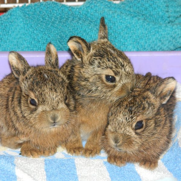 Three baby bunnies sitting on a blanket in a resuce centre cage