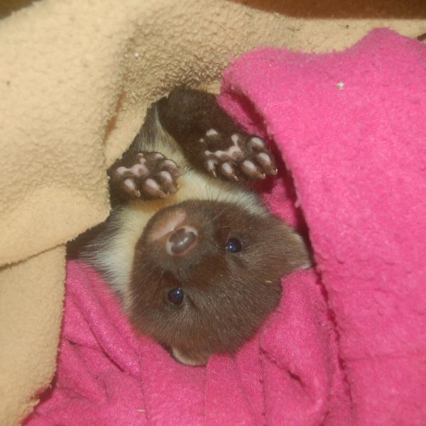 A baby weasel lying upsidedown on a pink blanket