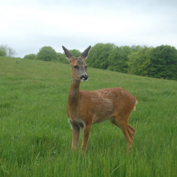 A rescued deer being re-released back into it's original habitat