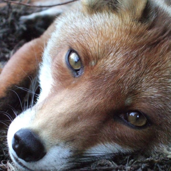 A close up of one of our rescued foxes lazing in the sun