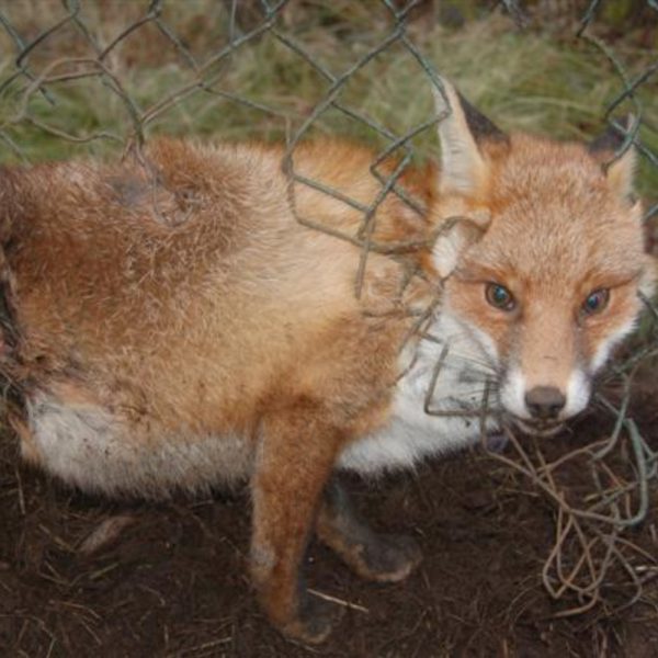 A poor fox alive and caught in a snare