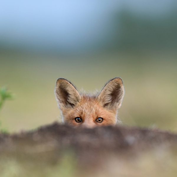 A wild fox in Scotland peeking over a log