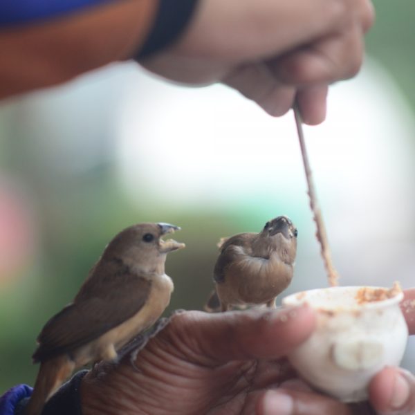 A carer hand feeds two young birds