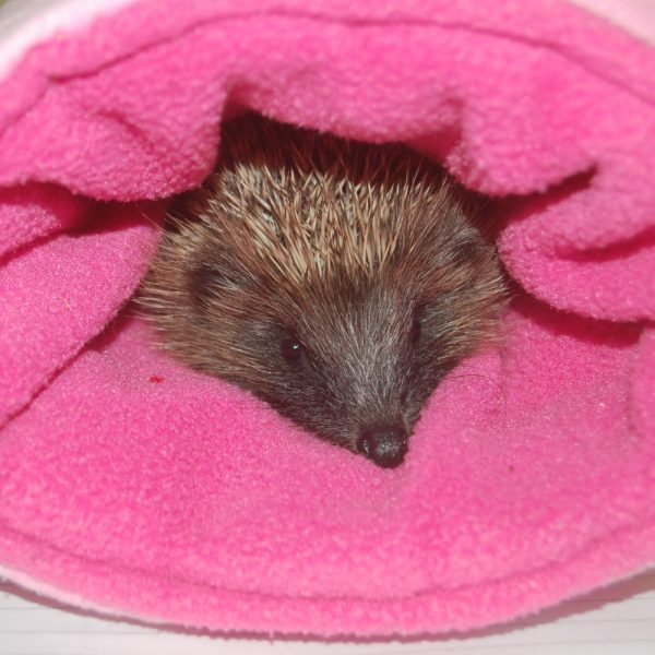 A rescued hedgehog warming up in a snood