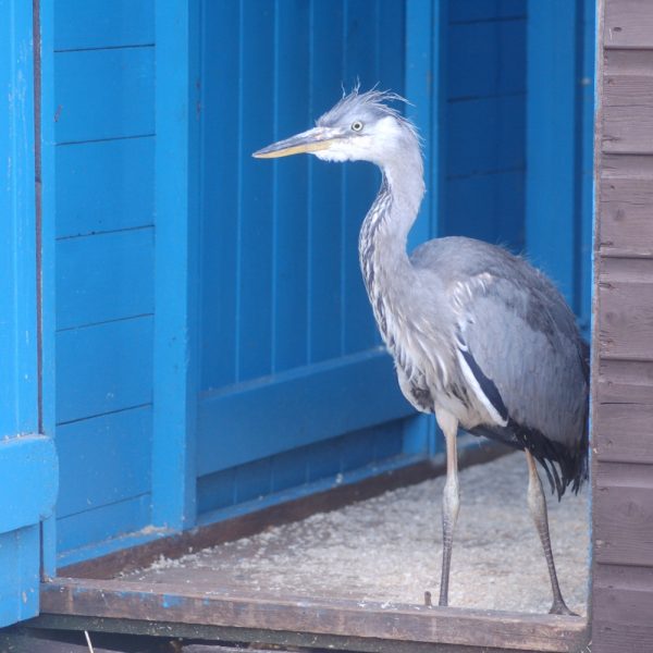 A rescued heron is walking out to the pond with a bright blue door behind him