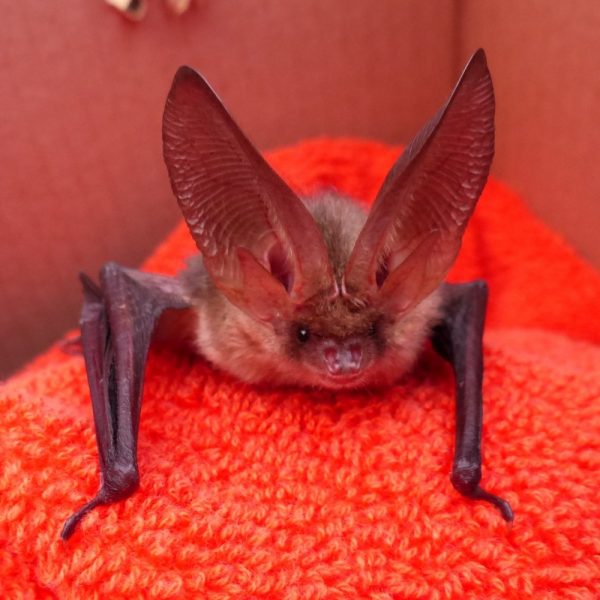 A long eared brown bat sitting on a red blanket in a box