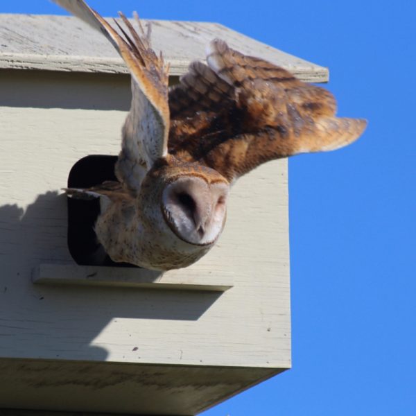 An owl leaves an owl box set up by rescuers