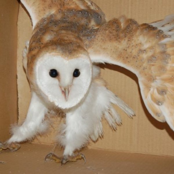 A barn owl flapping its wings in a rescue box