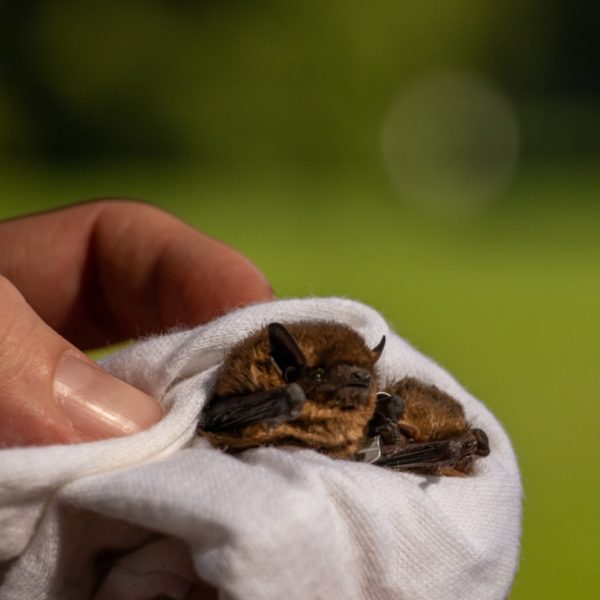 Two Pipistrelle bats being held by a rescuer in a cloth