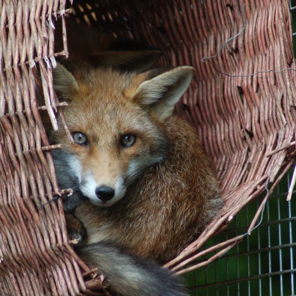 A rescued fox hides in a basket in one of our wildlife rescue centre encosures