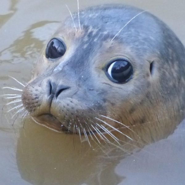 A close up of a rescued seal